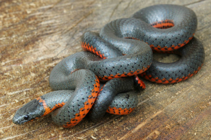 Pacific Ringneck Snake